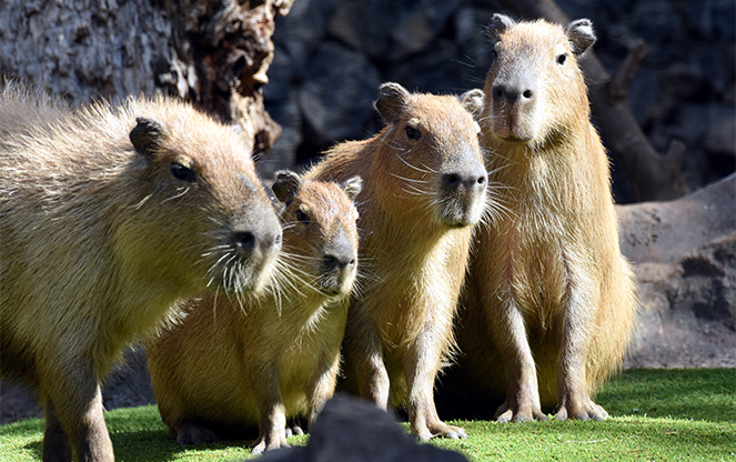 Capibaras Hydrochoerus hydrochaeris • Loro Parque