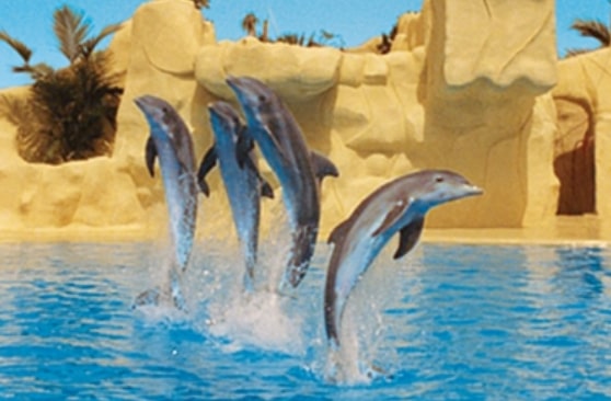 4 delfines saltando loro parque
