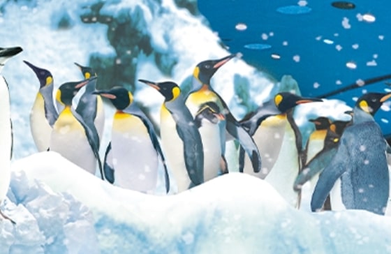 grupo de pinguinos de loro parque