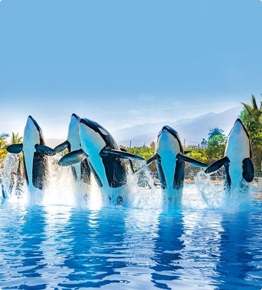 grupo de orcas de loro parque