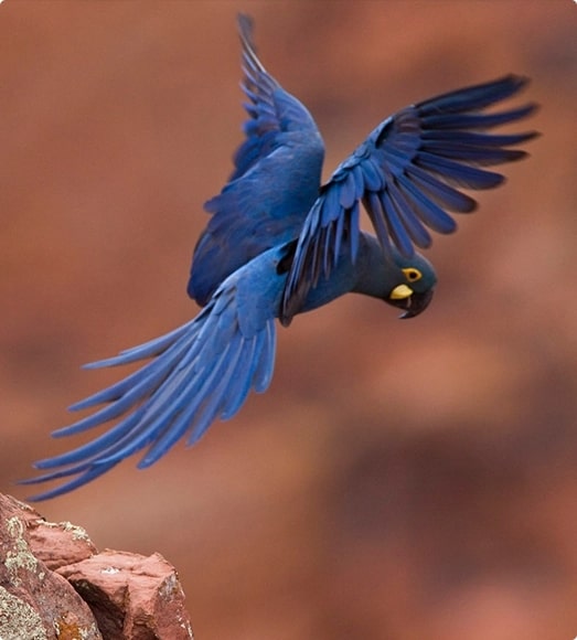 guacamayo de lear de loro parque