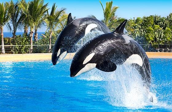 orcas saltando