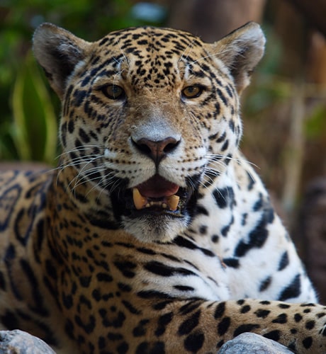 Jaguar • Loro Parque