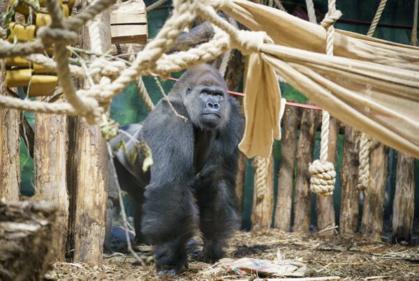 gorilla named Kiburi