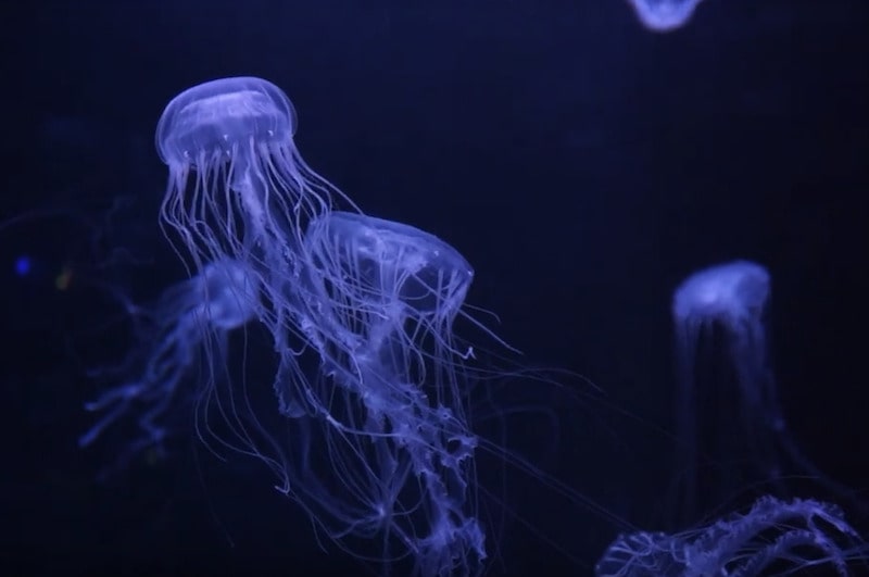 medusas aquaviva