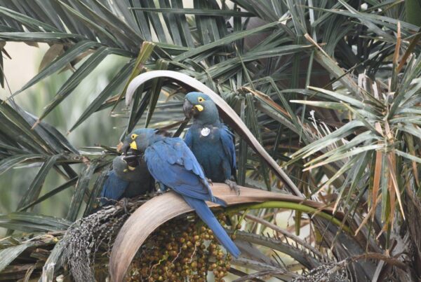 pareja de guacamayos de Lear