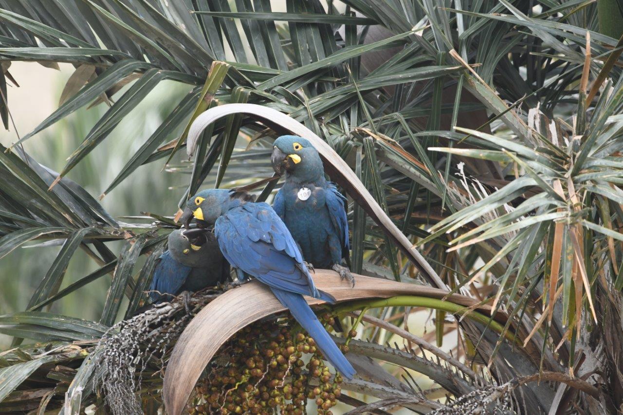 pareja de guacamayos de Lear