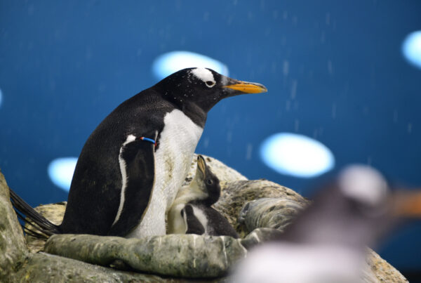 Pinguino Loro Parque