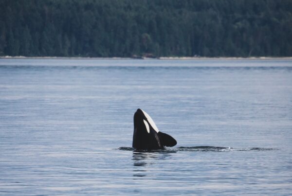 Fotografía de orca, autor Andre Estevez