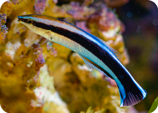 Labroides Fish Labroides Dimidiatus en Coral Kingdom | Loro Parque
