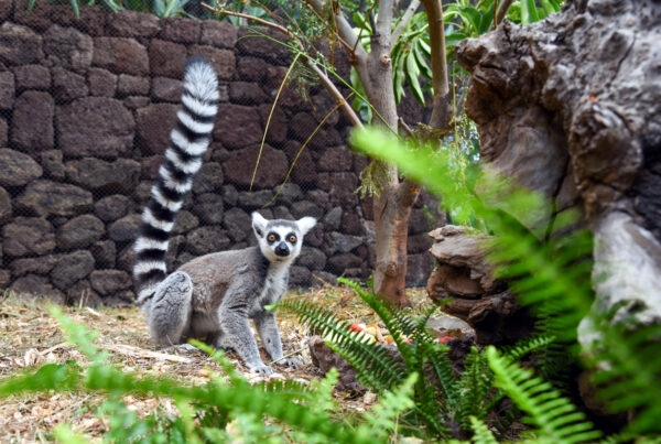 Lémur de cola anillada de pie sobre la hierba en un recinto natural con rocas, plantas y árboles.