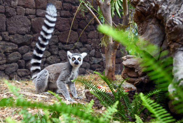 Lémur de cola anillada de pie sobre la hierba en un recinto natural con rocas, plantas y árboles.