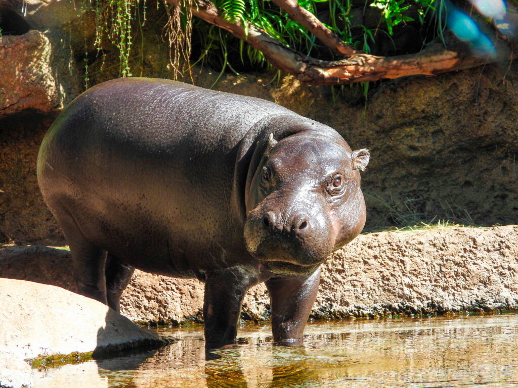 Hipopótamo pigmeo en tierra firme Hipopótamo pigmeo caminando por una zona poco profunda, con el cuerpo completamente visible fuera del agua.