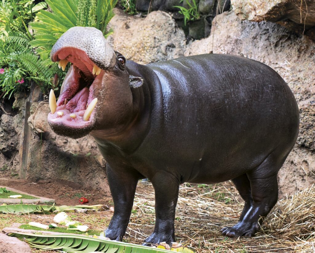 Hipopótamo pigmeo en Loro Parque Hipopótamo pigmeo (Choeropsis liberiensis) en Loro Parque, mostrando su cuerpo compacto y su boca abierta.