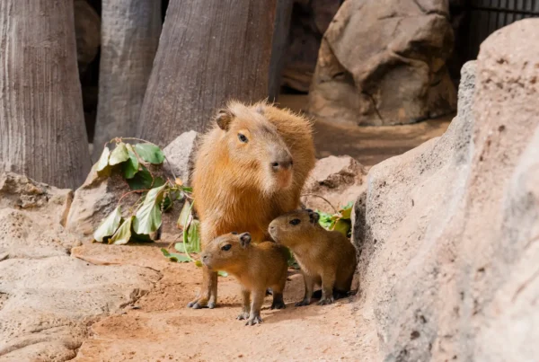 Crias de Capibaras en Loro Parque