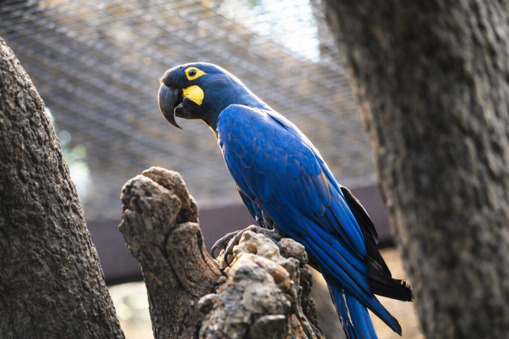 Guacamayo de Lear Guacamayo de Lear