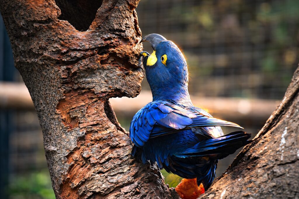 Guacamayo de Lear Guacamayo de Lear