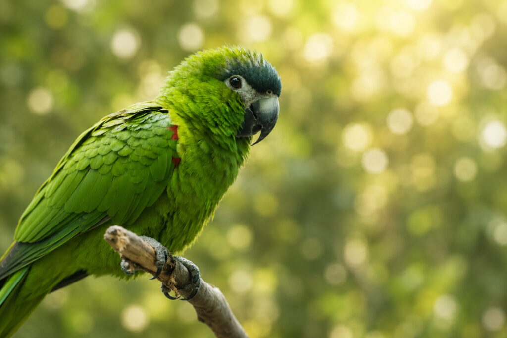Diopsittaca nobilis Diopsittaca nobilis