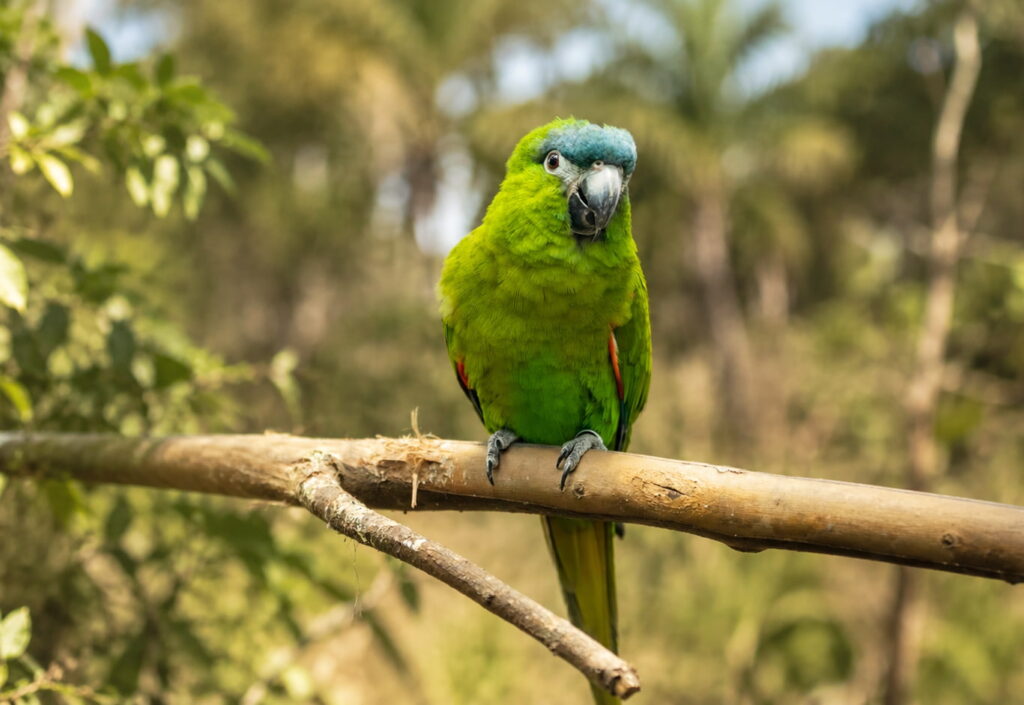 Guacamayo noble Guacamayo noble