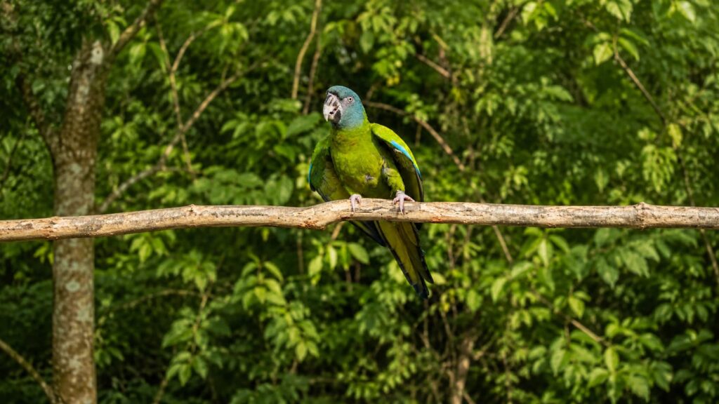 Guacamayo de cabeza azul Guacamayo de cabeza azul