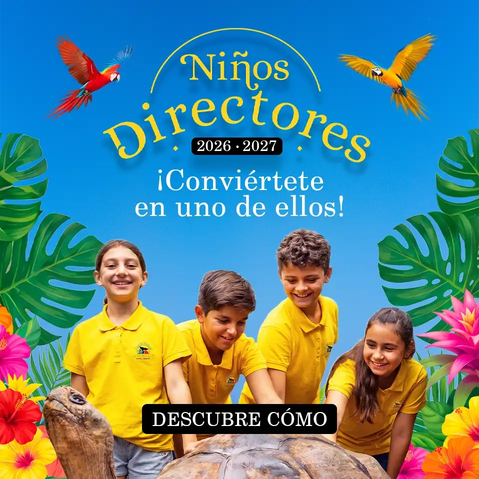 Niño Director