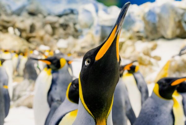 Vista frontal pinguïno rey en el Loro Parque