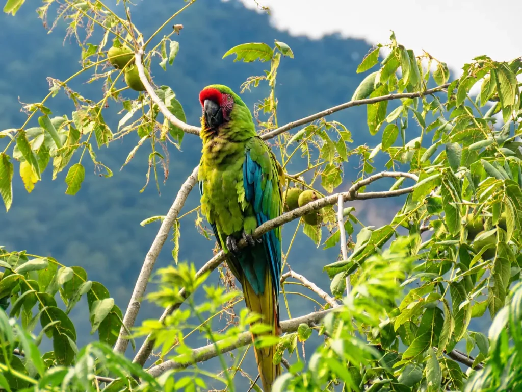 aramilitaris2