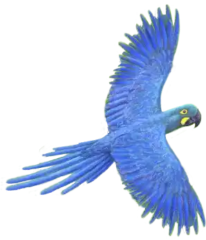 XI Congreso de Papagayos