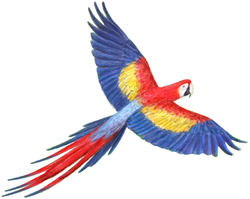 XI Congreso de Papagayos