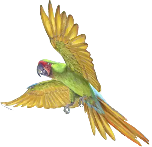 XI Congreso de Papagayos