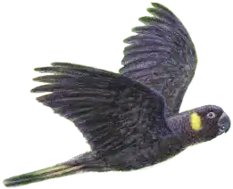 XI Congreso de Papagayos