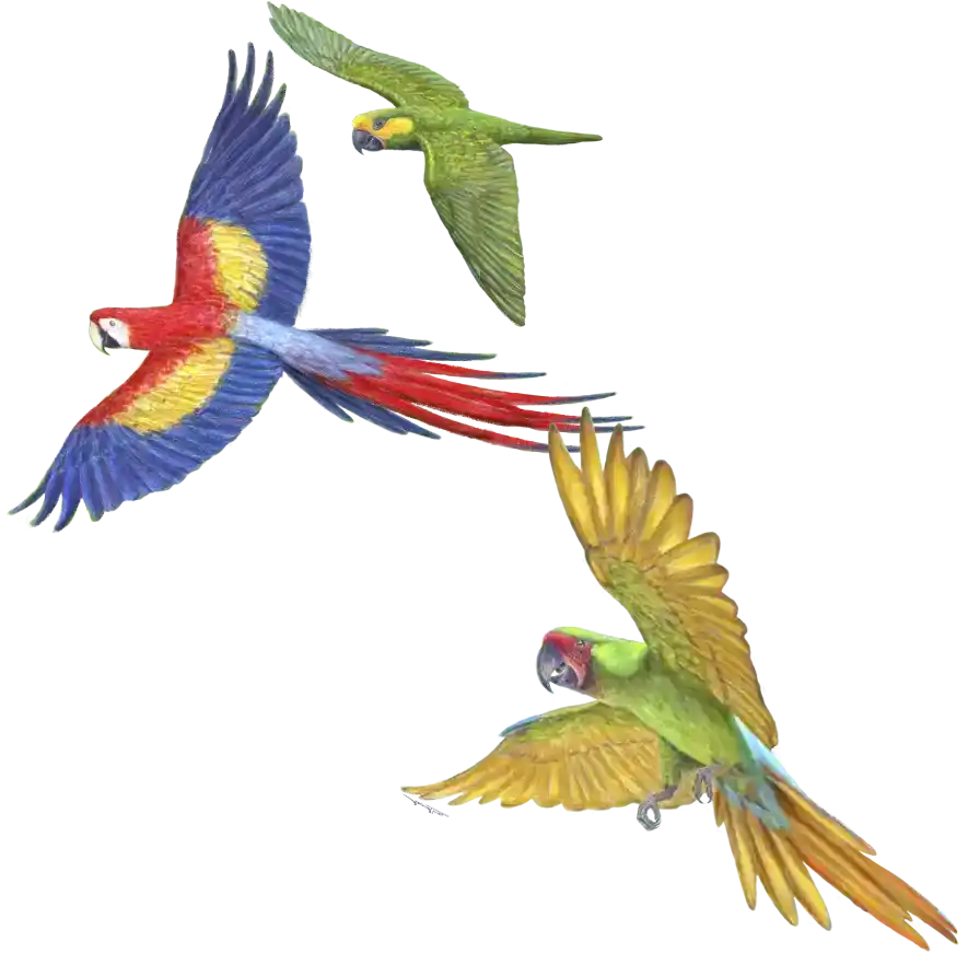 XI Congreso de Papagayos