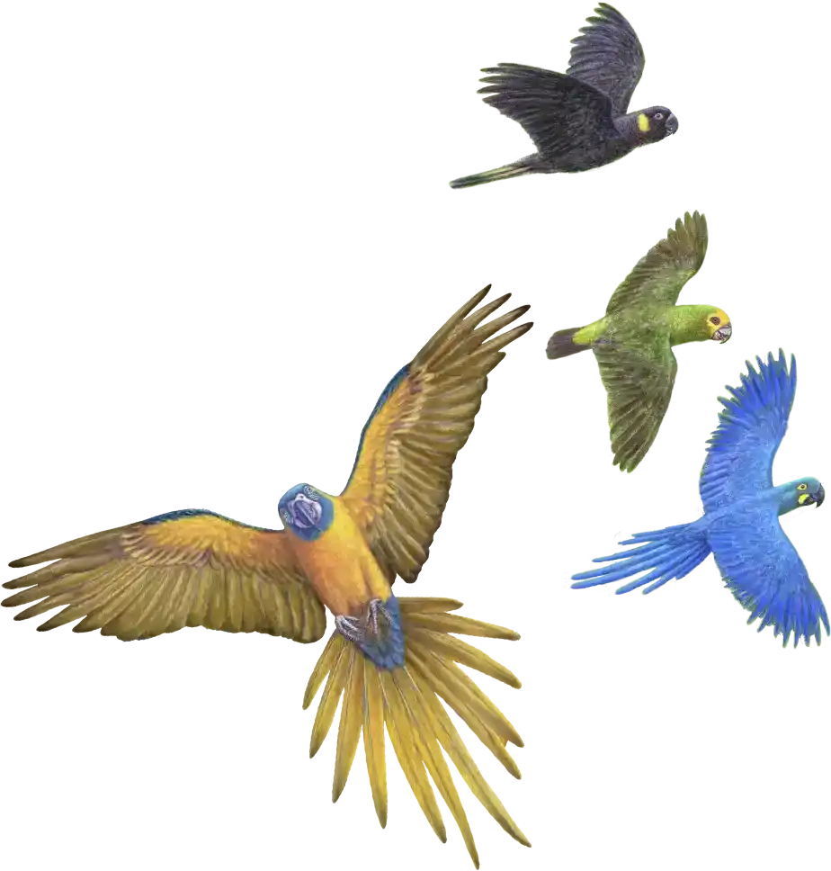 XI Congreso de Papagayos