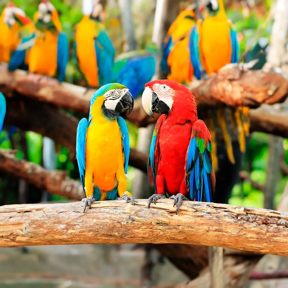 Loro Parque General Tickets